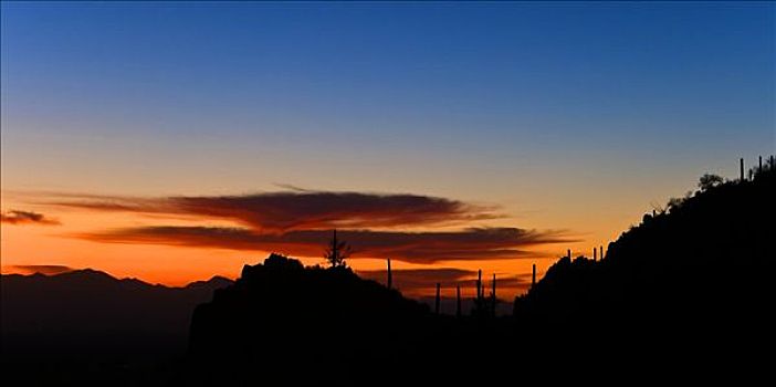 剪影,风景,萨瓜罗国家公园,日落,亚利桑那,美国