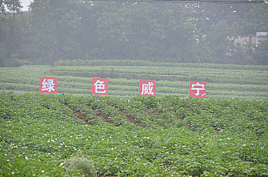 中国署城威宁马铃薯长势喜人,种植,博览会,贵州,中国署城,马铃薯,大会,毕节,威宁,产业,观摩点,长势喜人,动态,科研,生产,面积,百万亩