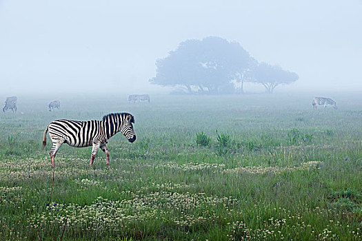 斑马,雾状,大草原,自然保护区,南非