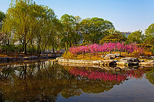 湖泊中心岛上盛开的粉色樱花