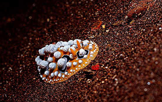 蛞蝓属,科莫多国家公园,印度洋,印度尼西亚