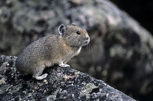 老鼠,野兔,坐,石头