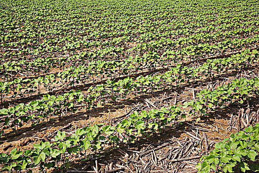 棉花,10-12岁,叶子,跟随,作物,玉米,英格兰,阿肯色州,美国