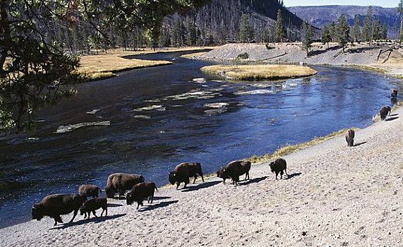 牧群,美洲野牛,野牛,河边,黄石国家公园,怀俄明,美国