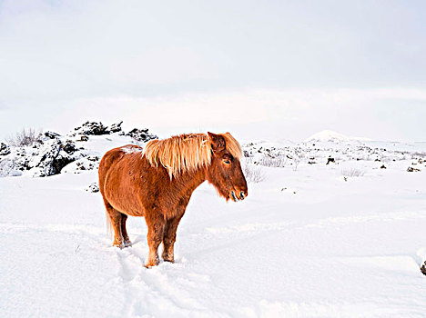 冰岛马,冬天,靠近,湖,米湖,冰岛,特色,冬季外套,传统,痕迹,起点,背影,马,维京,中世纪,大幅,尺寸