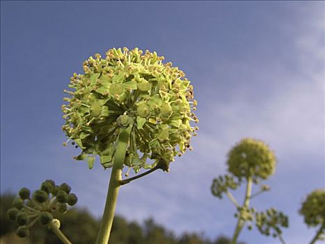 黄色,发光,花,天空,彩色,边缘,入口,葡萄园,德国