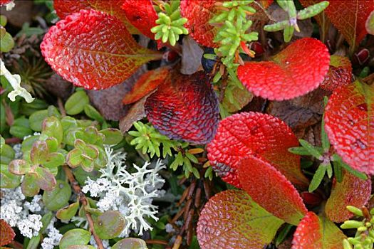 植被,苔原,改变,彩色,鲜明,红色,德纳里峰,国家公园,阿拉斯加,美国