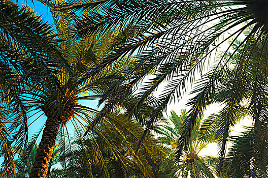 棕榈树,日出,迪拜,阿联酋