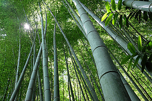 京都岚山竹林