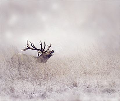麋鹿,冬天