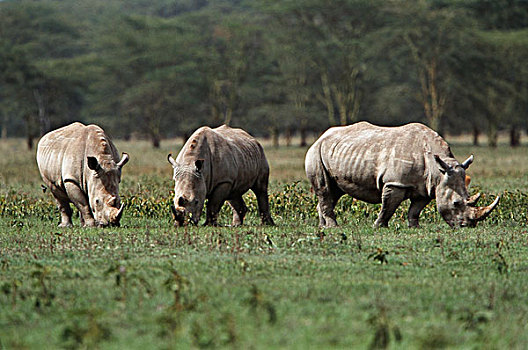 肯尼亚,纳库鲁湖国家公园,三个,白犀牛,放牧,大幅,尺寸