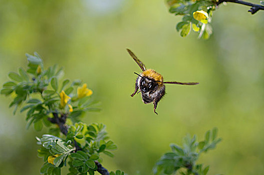 普通,蜜蜂,熊蜂,飞行