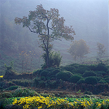 秋天的茶山