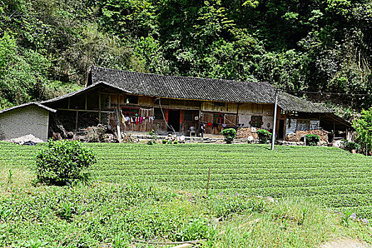 茶园茶叶风景风光