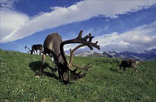 北美驯鹿,公牛,苔原,德纳里国家公园,阿拉斯加,夏天