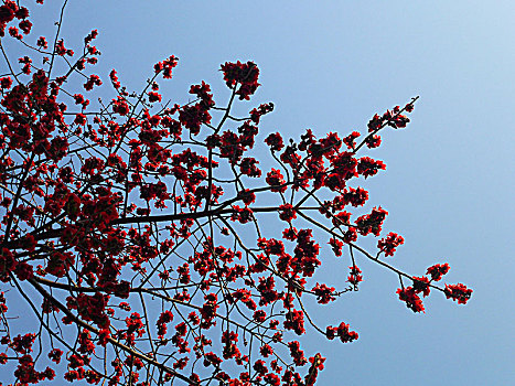 红色木棉花