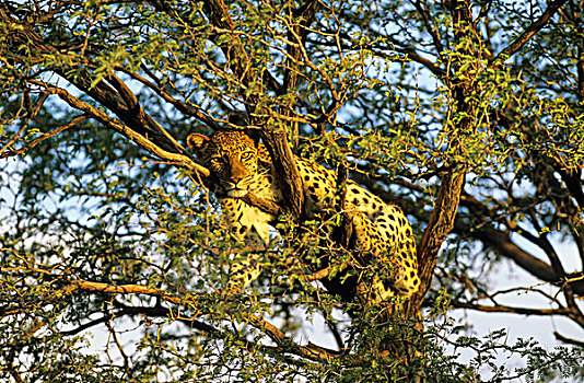 豹,女性,休息,树,刺槐,卡拉哈里沙漠,卡拉哈迪大羚羊国家公园,南非,非洲
