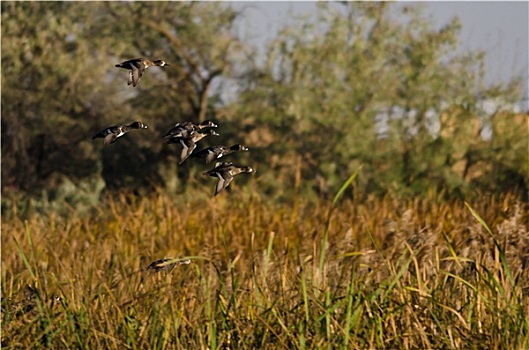 成群,环颈鸭,飞,秋天,湿地