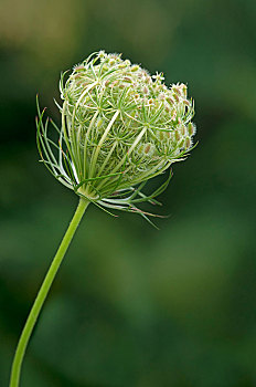 伞状花序植物名图片