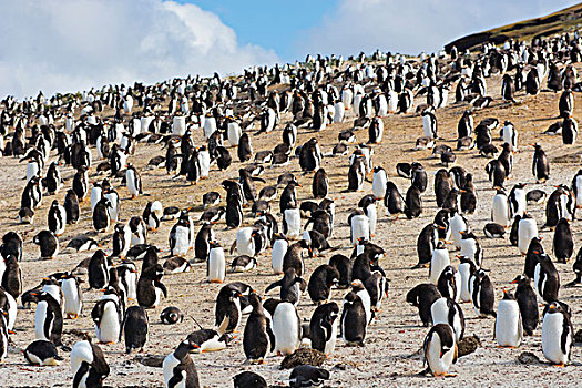 福克兰群岛,岛屿,巴布亚企鹅,生物群