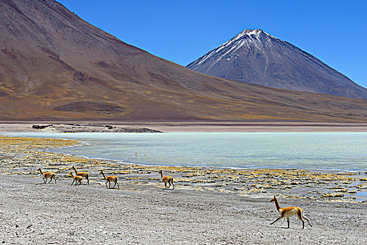 正面,泻湖,火山,动物,波托西地区,玻利维亚,南美