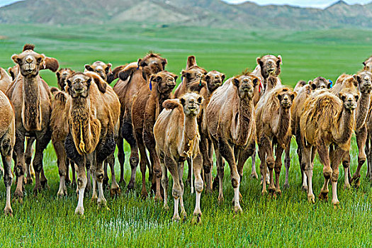 牧群,野生,巴克特里亚,骆驼,蒙古,草原,亚洲