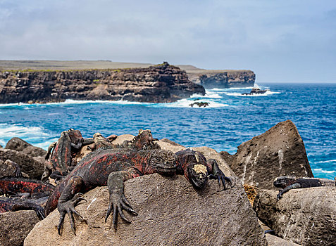 海鬣蜥,躺着,岩石海岸,胡德岛,加拉帕戈斯,厄瓜多尔,南美