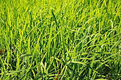 水稻植物图片