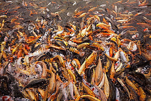 金鱼,成群,食物,水塘,大叻,越南