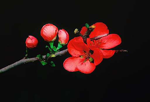 花,木瓜,特写