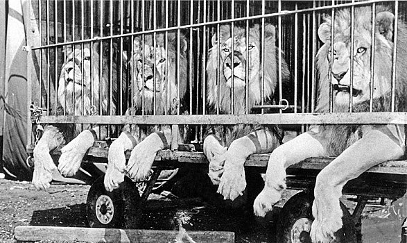 四个,狮子,笼子,马戏团,动物,残忍,精准,地点,未知,古巴,加勒比,中美洲