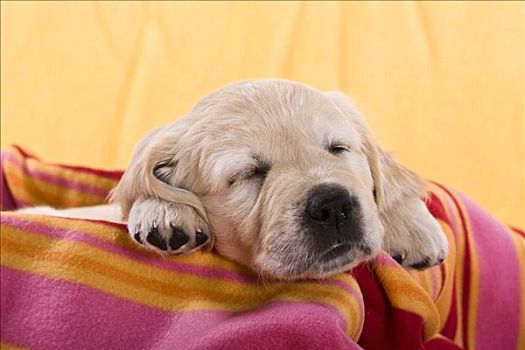 金毛猎犬,小狗,睡觉,毯子
