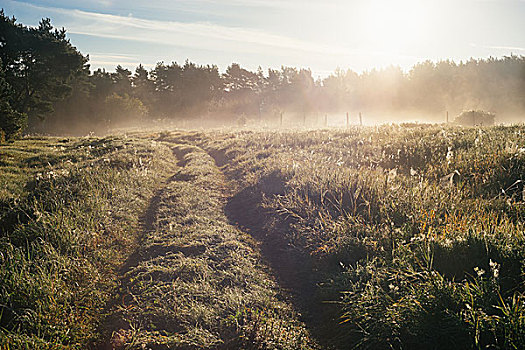 乡村,草地,很多,蜘蛛网,雾状,晴朗,早晨