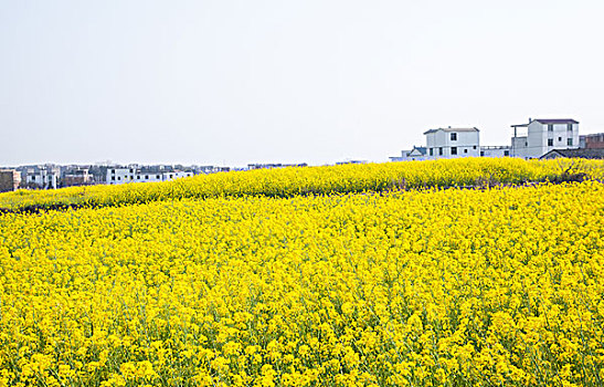 油菜花田和建筑