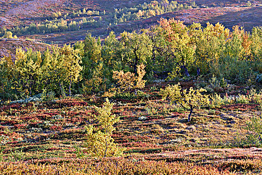 树,秋天,国家公园,瑞典,欧洲