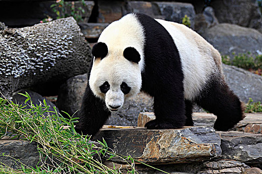 大熊猫,成年,阿德莱德市,动物园,澳大利亚