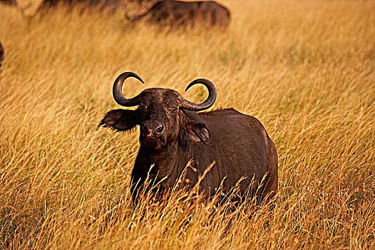 非洲水牛,高草,马赛马拉,公园,肯尼亚