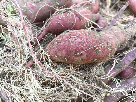 红薯,紫薯