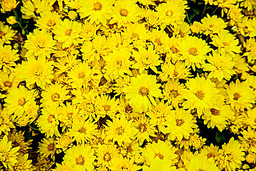 成片盛开的黄色小菊花