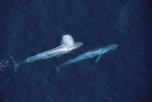蓝鲸,一对,平面,圣芭芭拉,加利福尼亚