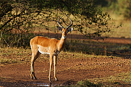 黑斑羚,马赛马拉,野生动植物保护区,肯尼亚