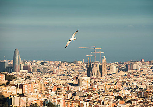 城市,风景,飞,海鸥,神圣家族教堂,巴塞罗那,西班牙