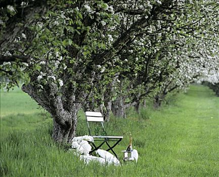 椅子,香槟,花,苹果树