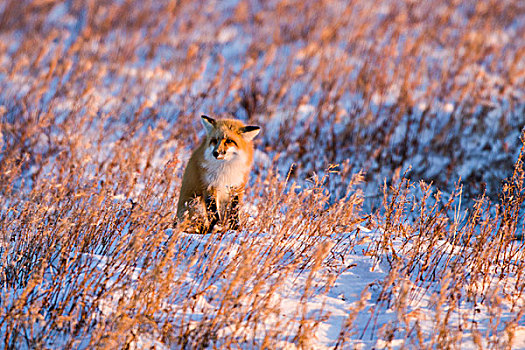 红狐,狐属,冬天,丘吉尔市,野生动物,管理,区域
