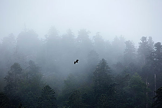 鹰,飞跃,模糊,树林