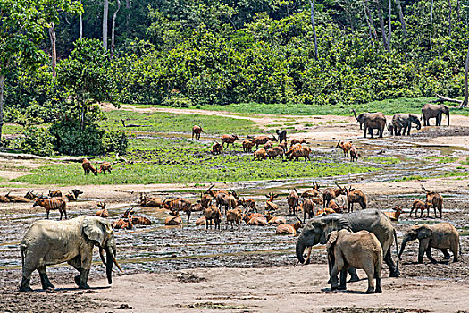 中非共和国,全视图,景象,50多岁,羚羊,罐,风景,林间空地