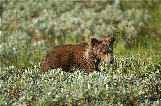 年轻,棕熊,幼兽,德纳里峰国家公园,阿拉斯加,美国