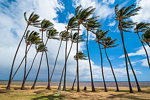 棕榈树,海滩,公园,岛屿,莫洛凯岛,夏威夷