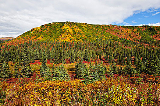 秋天,彩色,苔原,德纳里峰国家公园,阿拉斯加