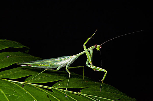 合掌螳螂,国家公园,亚马逊河,厄瓜多尔